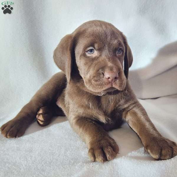 Flint, Black Labrador Retriever Puppy